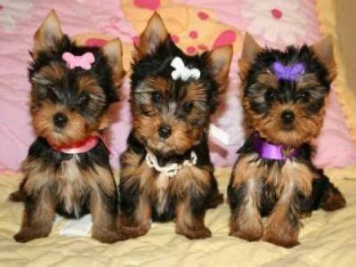 miniature yorkie for adoption|rescue teacup yorkies for adoption.